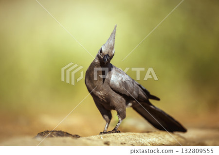 Grey go away bird in Greater Kruger National park, South Africa 132809555