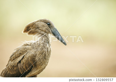 Hamerkop in Greater Kruger National park, South Africa Hamerkop in Greater Kruger National park, South Africa 132809557