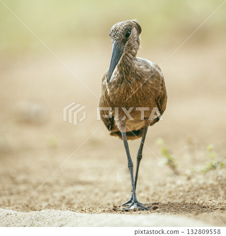 Hamerkop in Greater Kruger National park, South Africa Hamerkop in Greater Kruger National park, South Africa 132809558