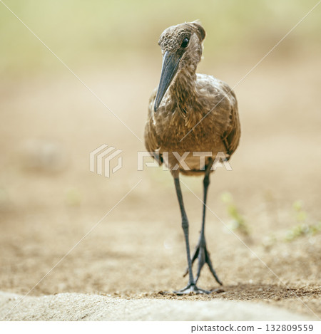 Hamerkop in Greater Kruger National park, South Africa Hamerkop in Greater Kruger National park, South Africa 132809559