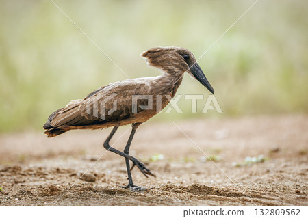 Hamerkop in Greater Kruger National park, South Africa Hamerkop in Greater Kruger National park, South Africa 132809562