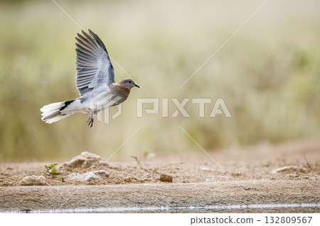 Laughing Dove in Greater Kruger National park, South Africa Laughing Dove in Greater Kruger National park, South Africa 132809567