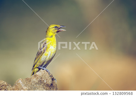 Lesser Masked Weaver in Greater Kruger National park, South Africa 132809568