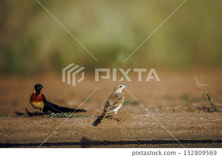 Long-billed Pipit and Eastern Paradise Whydah in Greater Kruger National park, South Africa Long-billed Pipit and Eastern Paradise Whydah in Greater Kruger National park, South Africa 132809569