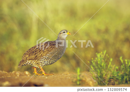 Natal francolin in Greater Kruger National park, South Africa 132809574