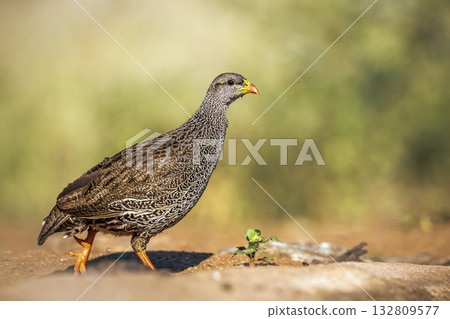 Natal francolin in Greater Kruger National park, South Africa 132809577