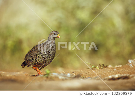 Natal francolin in Greater Kruger National park, South Africa 132809579
