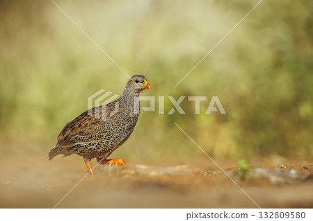 Natal francolin in Greater Kruger National park, South Africa 132809580