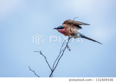 Southern Carmine Bee eater in Greater Kruger National park, South Africa Southern Carmine Bee eater in Greater Kruger National park, South Africa 132809586