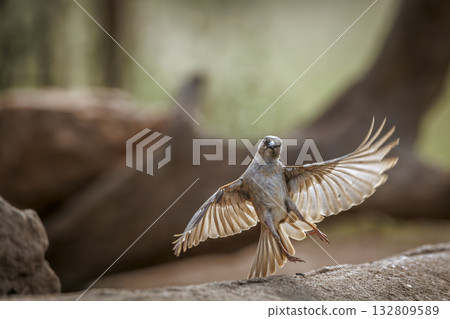 Southern Grey headed Sparrow in Greater Kruger National park, South Africa 132809589