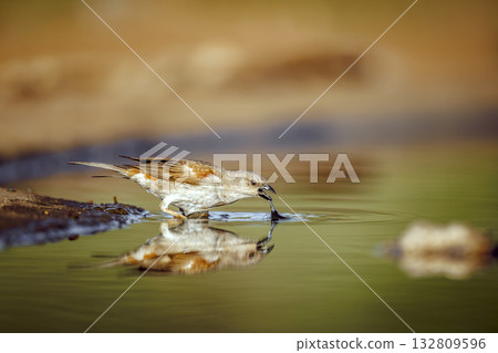 Southern Grey headed Sparrow in Greater Kruger National park, South Africa 132809596