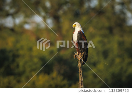 African fish eagle in Greater Kruger National park, South Africa 132809733
