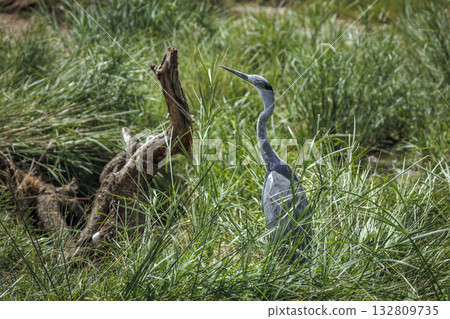 Black headed Heron  in Greater Kruger National park, South Africa 132809735