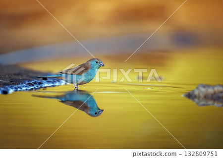 Blue breasted Cordonbleu in Greater Kruger National park, South Africa 132809751