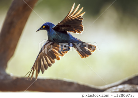 Cape Glossy Starling in Greater Kruger National park, South Africa Cape Glossy Starling in Greater Kruger National park, South Africa 132809753