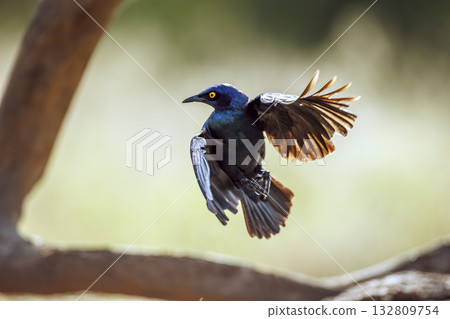 Cape Glossy Starling in Greater Kruger National park, South Africa Cape Glossy Starling in Greater Kruger National park, South Africa 132809754