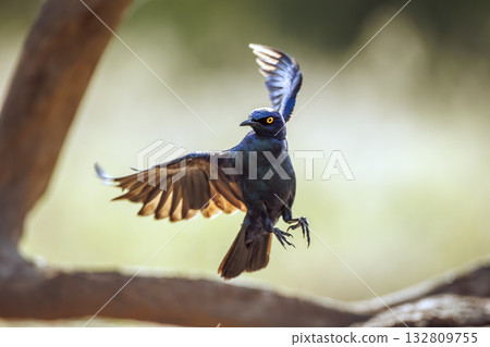Cape Glossy Starling in Greater Kruger National park, South Africa Cape Glossy Starling in Greater Kruger National park, South Africa 132809755