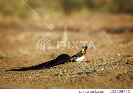 Eastern Paradise Whydah in Greater Kruger National park, South Africa Eastern Paradise Whydah in Greater Kruger National park, South Africa 132809760