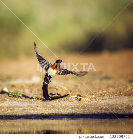 Eastern Paradise Whydah in Greater Kruger National park, South Africa Eastern Paradise Whydah in Greater Kruger National park, South Africa 132809761