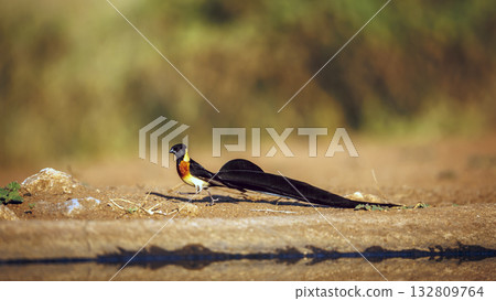 Eastern Paradise Whydah in Greater Kruger National park, South Africa Eastern Paradise Whydah in Greater Kruger National park, South Africa 132809764