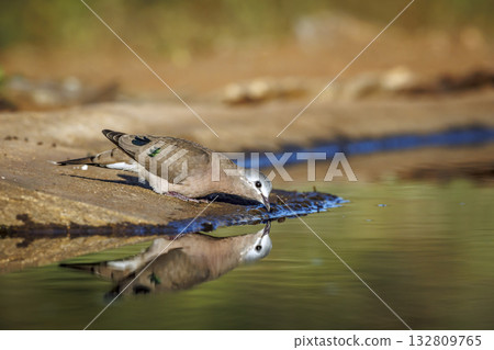 Emerald spotted Wood-Dove in Greater Kruger National park, South Africa Emerald spotted Wood-Dove in Greater Kruger National park, South Africa 132809765