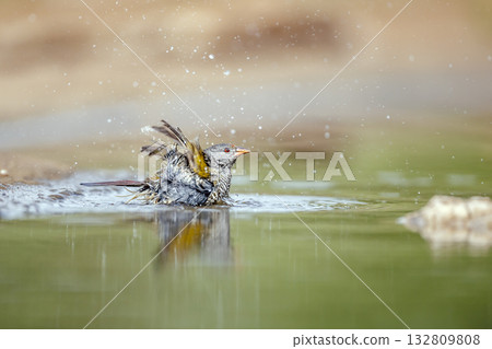 Green winged Pytilia in Greater Kruger National park, South Africa 132809808