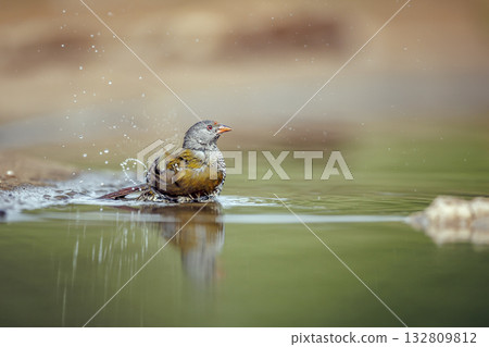 Green winged Pytilia in Greater Kruger National park, South Africa 132809812