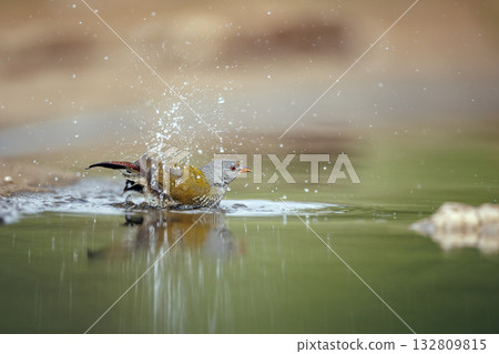 Green winged Pytilia in Greater Kruger National park, South Africa 132809815