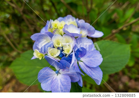 初夏盛開的藍紫色繡球花 初夏盛開的藍紫色繡球花 132809885