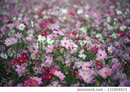  Cosmos field 132809923