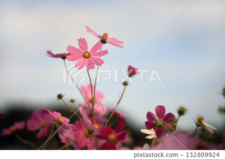 Cosmos Cosmos 132809924
