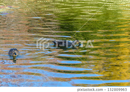 A pair of ducks swimming on the autumn-colored water 132809963