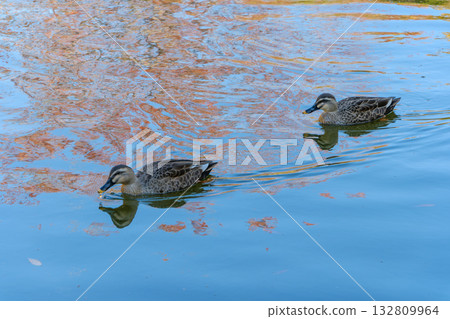 秋天，兩隻鴨子在池塘裡並肩游泳。 132809964