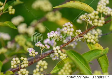 The fruit of the purple jasmine is beginning to turn color and the greenery of early summer The fruit of the purple jasmine is beginning to turn color and the greenery of early summer 132809994