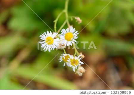 White flowers of fleabane bloom on the roadside in summer White flowers of fleabane bloom on the roadside in summer 132809999