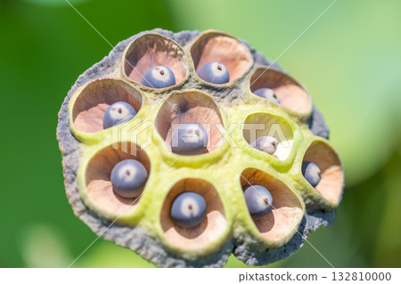 The beauty of summer as seen through ripe lotus seeds 132810000