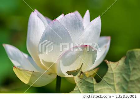 A quiet pond where white lotus flowers bloom A quiet pond where white lotus flowers bloom 132810001