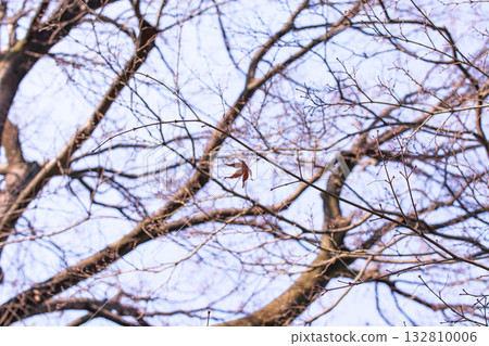 枝條上的最後一片葉子 132810006