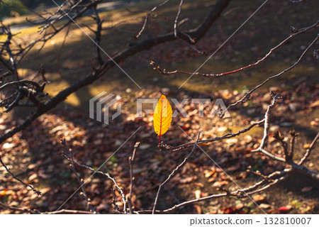 The last leaf on the branch 132810007