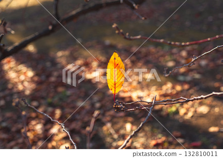 枝條上的最後一片葉子 132810011