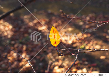 The last leaf on the branch The last leaf on the branch 132810013