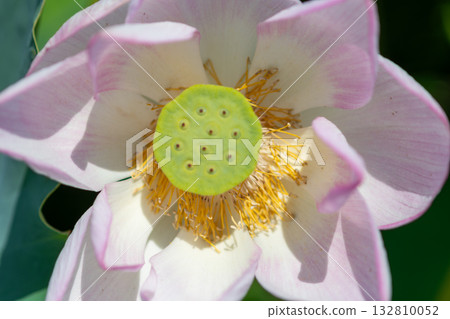 Pale pink lotus flowers blooming in the summer sunlight 132810052