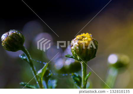 Chrysanthemum buds with morning dew 132810135