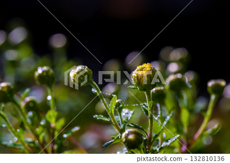 Chrysanthemum flowers about to bloom 132810136