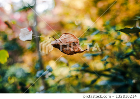 枯葉在深秋的風中舞動 132810214