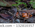 Freshwater crabs moving on land 132810357