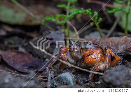 Freshwater crabs moving on land 132810357