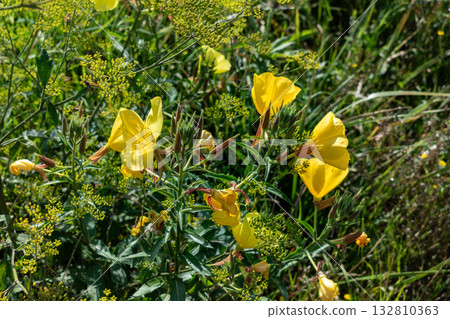 Biennial evening primrose, beautiful edible wild plant, root with a ham flavor, oenothera biennis Biennial evening primrose, beautiful edible wild plant, root with a ham flavor, oenothera biennis 132810363