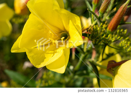 Biennial evening primrose, beautiful edible wild plant, root with a ham flavor, oenothera biennis 132810365