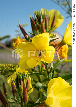 Biennial evening primrose, beautiful edible wild plant, root with a ham flavor, oenothera biennis Biennial evening primrose, beautiful edible wild plant, root with a ham flavor, oenothera biennis 132810367